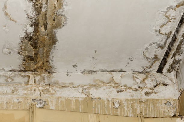 Best Real Estate Mold Inspection  in Forreston, IL