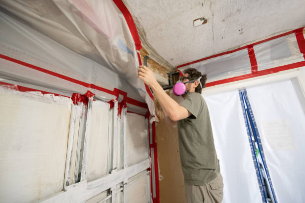 Best Black Mold Removal  in Forreston, IL