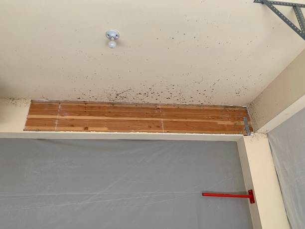 Best Mold Odor Removal Services  in Forreston, IL