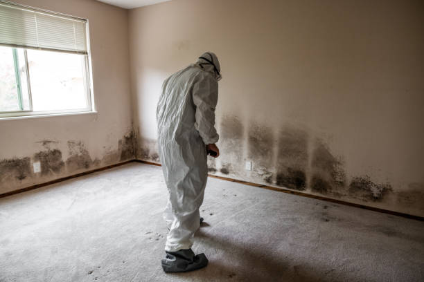 Best Commercial Mold Inspection  in Forreston, IL